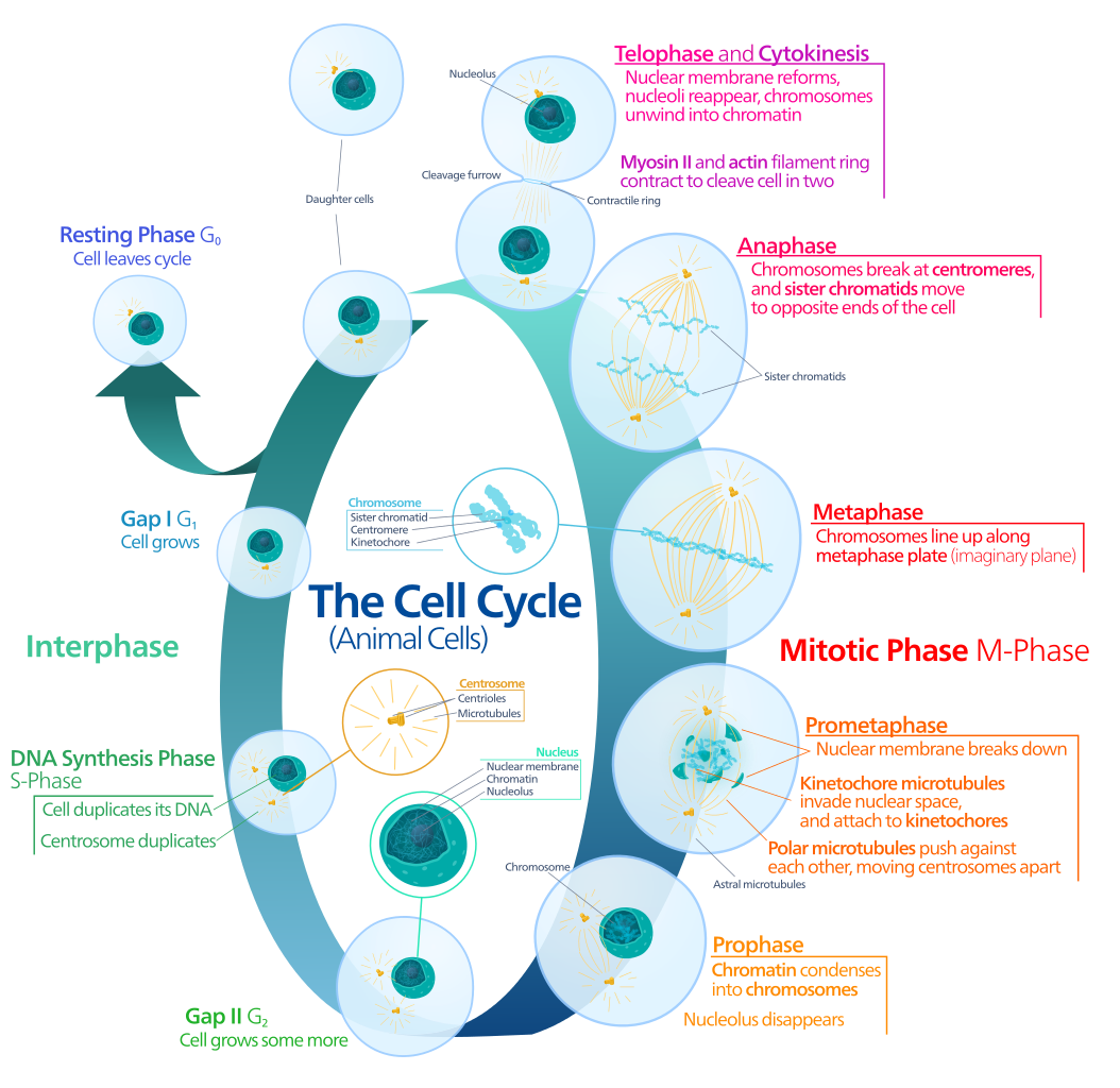 The Animal Cell Cycle Phases Are Out Of Order Worksheet Answers